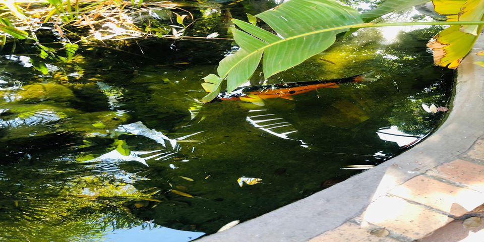Fish Pond at Guest Lodge
